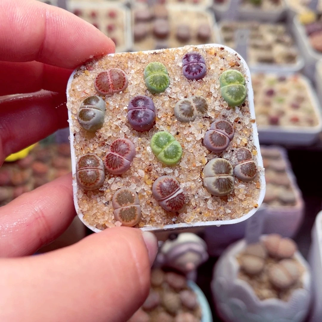 256号带盆包邮发货生石花