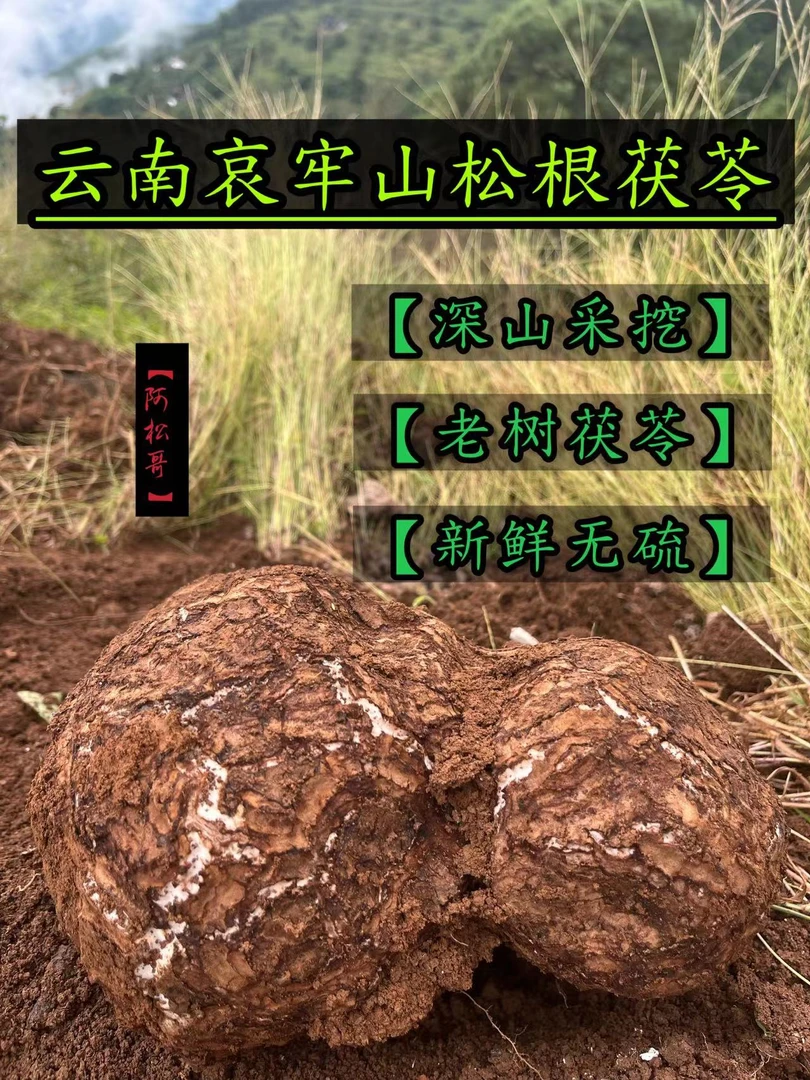 云南哀牢深山新鲜野茯苓整个发货包邮