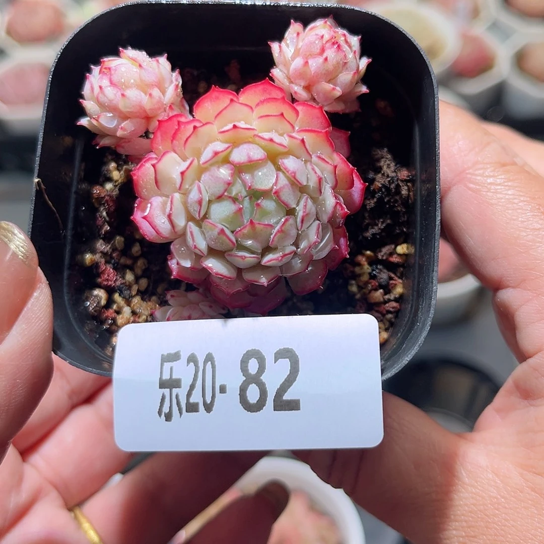 乐20-82 桃花雨不包整