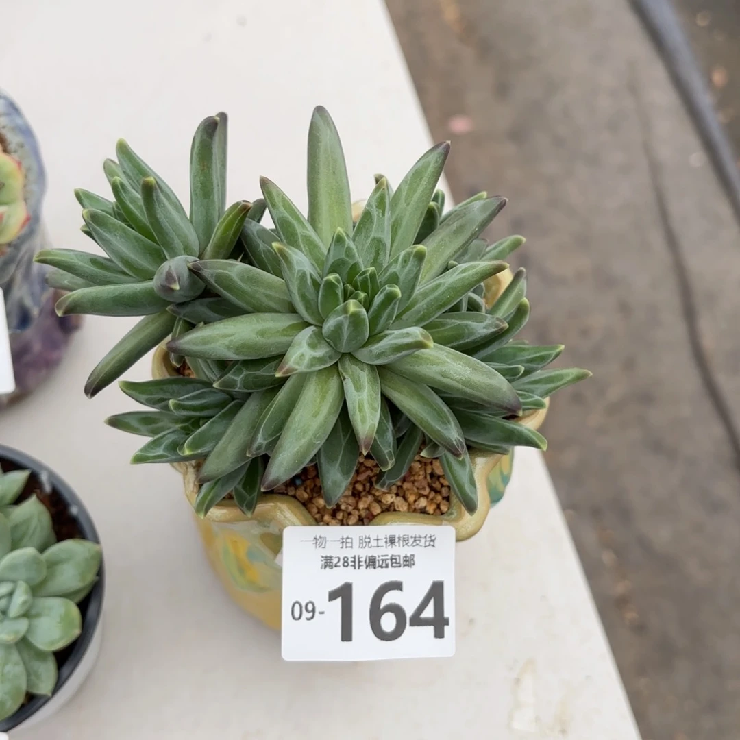 梵高老桩多肉多肉