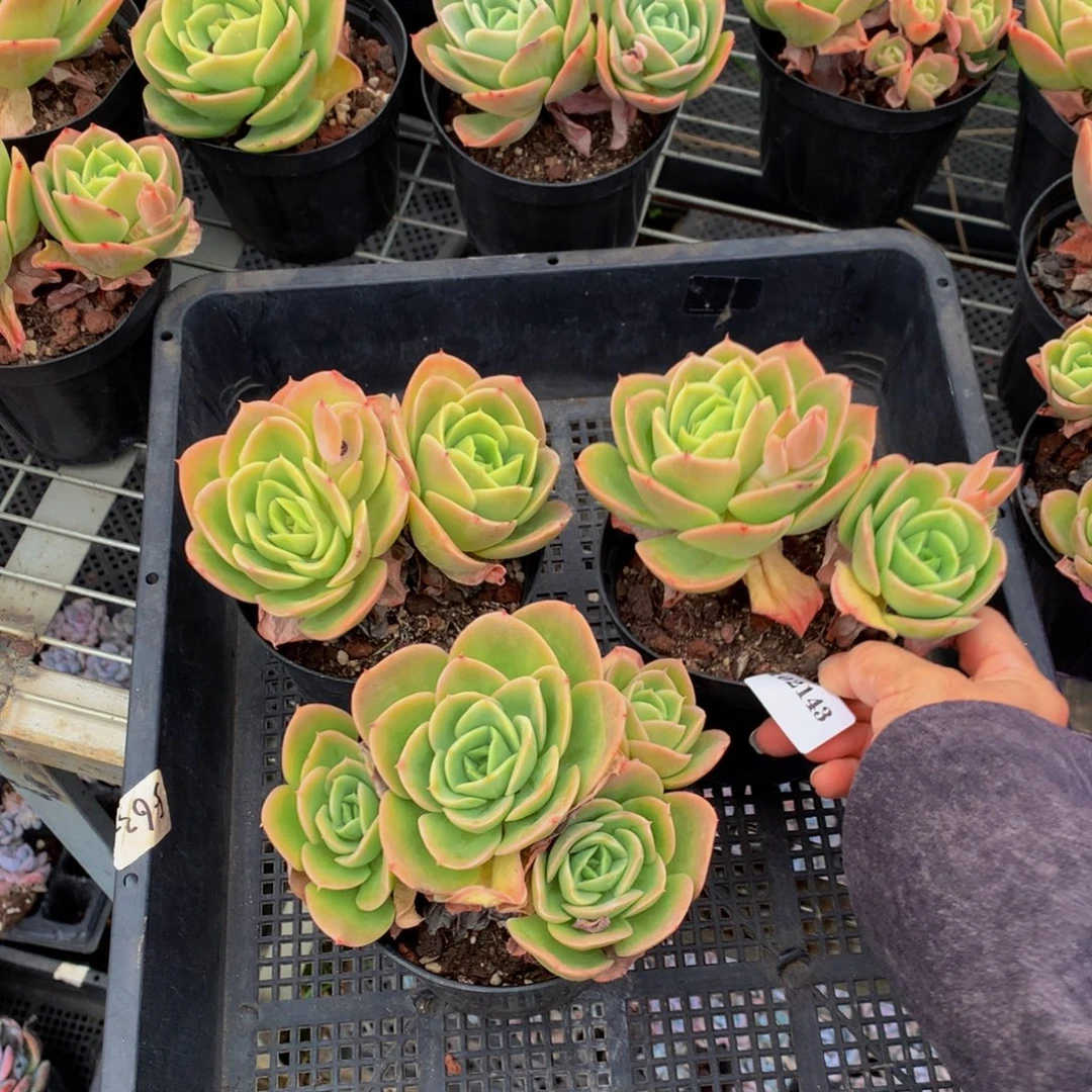 102143三个星纳塔嗯嗯嗯嗯嗯好