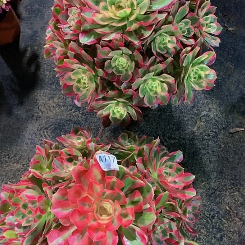 女郎116117脱土发货