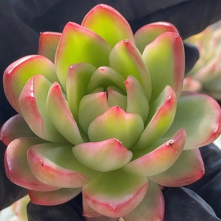 珍妮锦多肉植物多肉