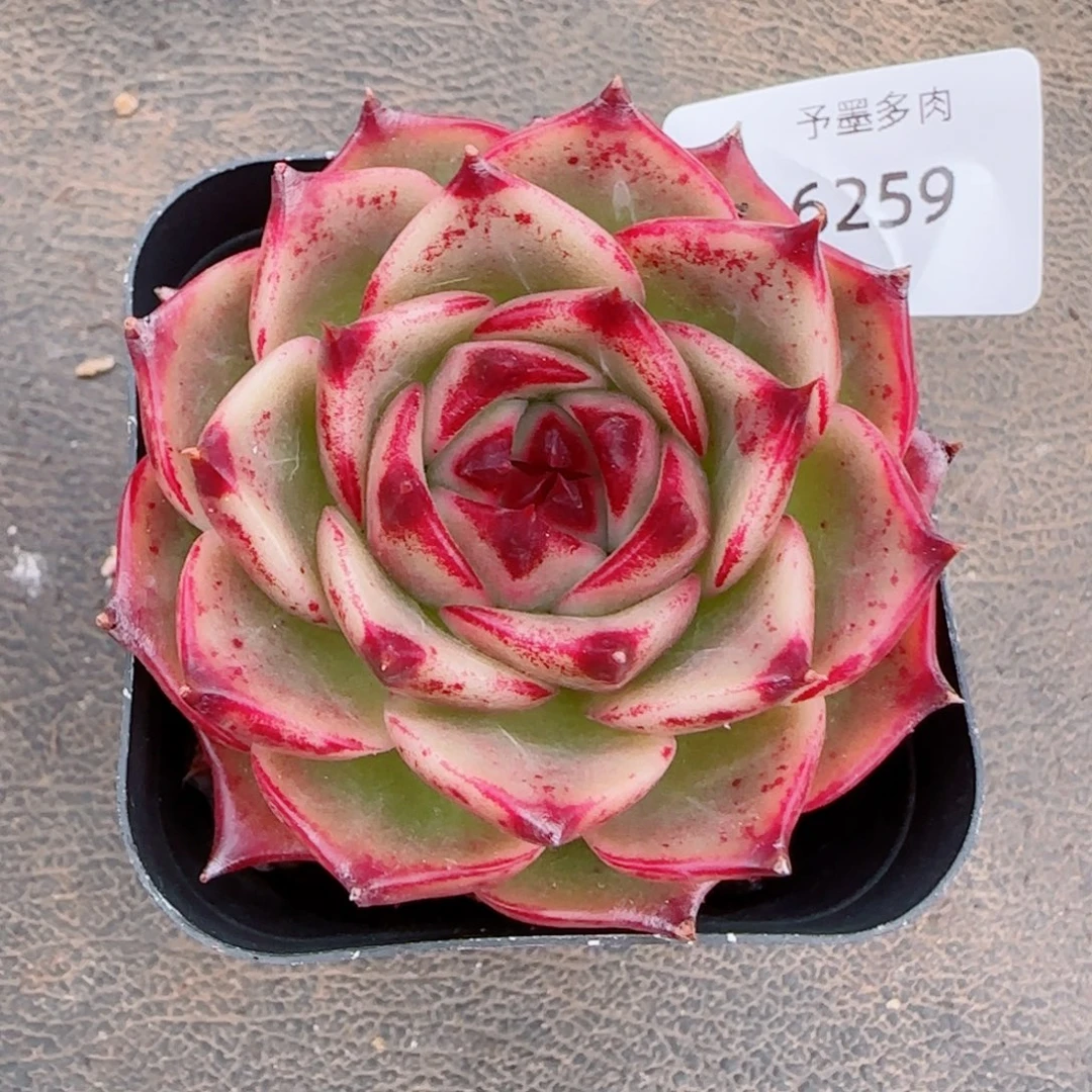 蓝龙，6259多肉植物