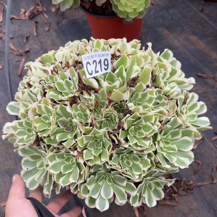 白凤……多肉植物……