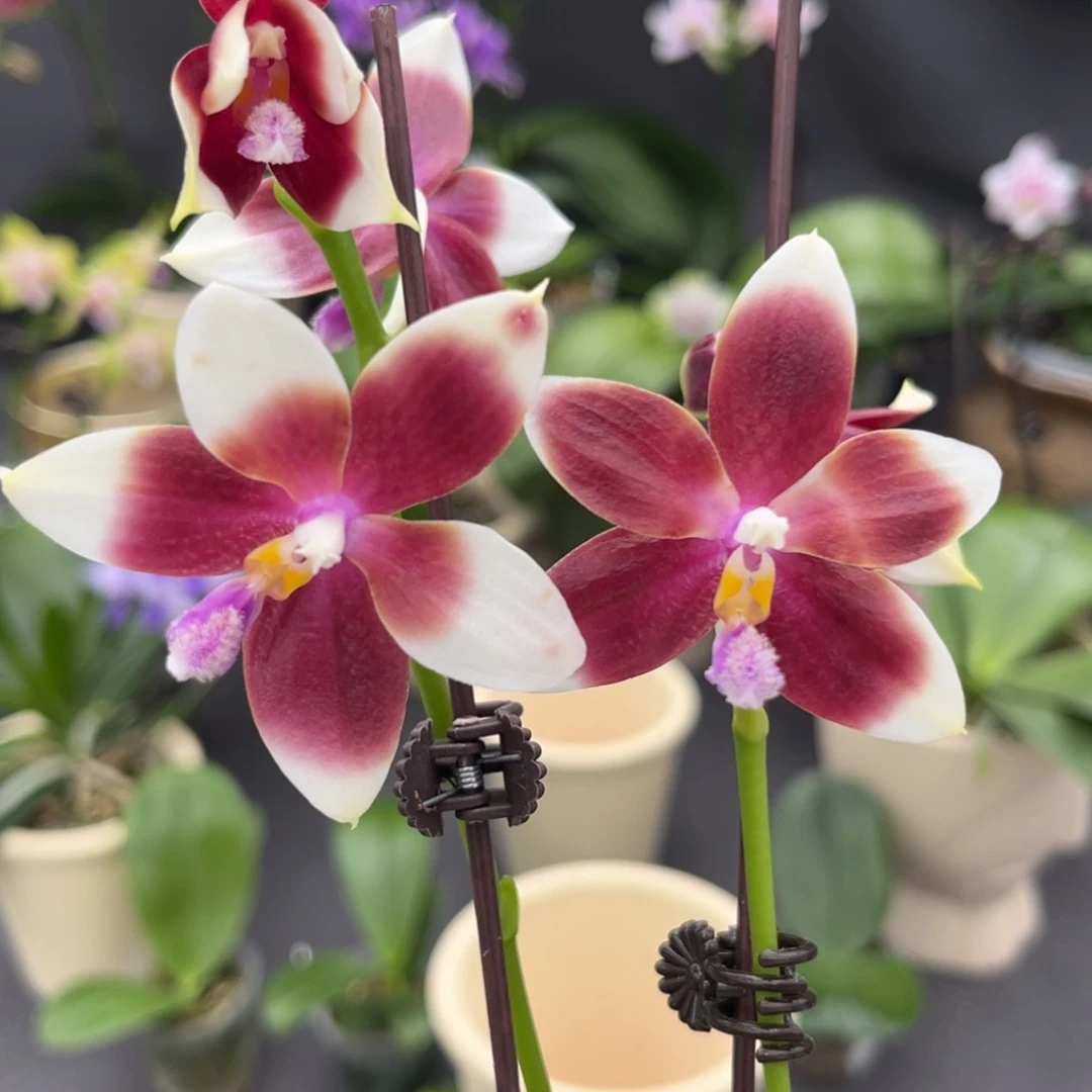 完全开放2.5寸yc41开花株