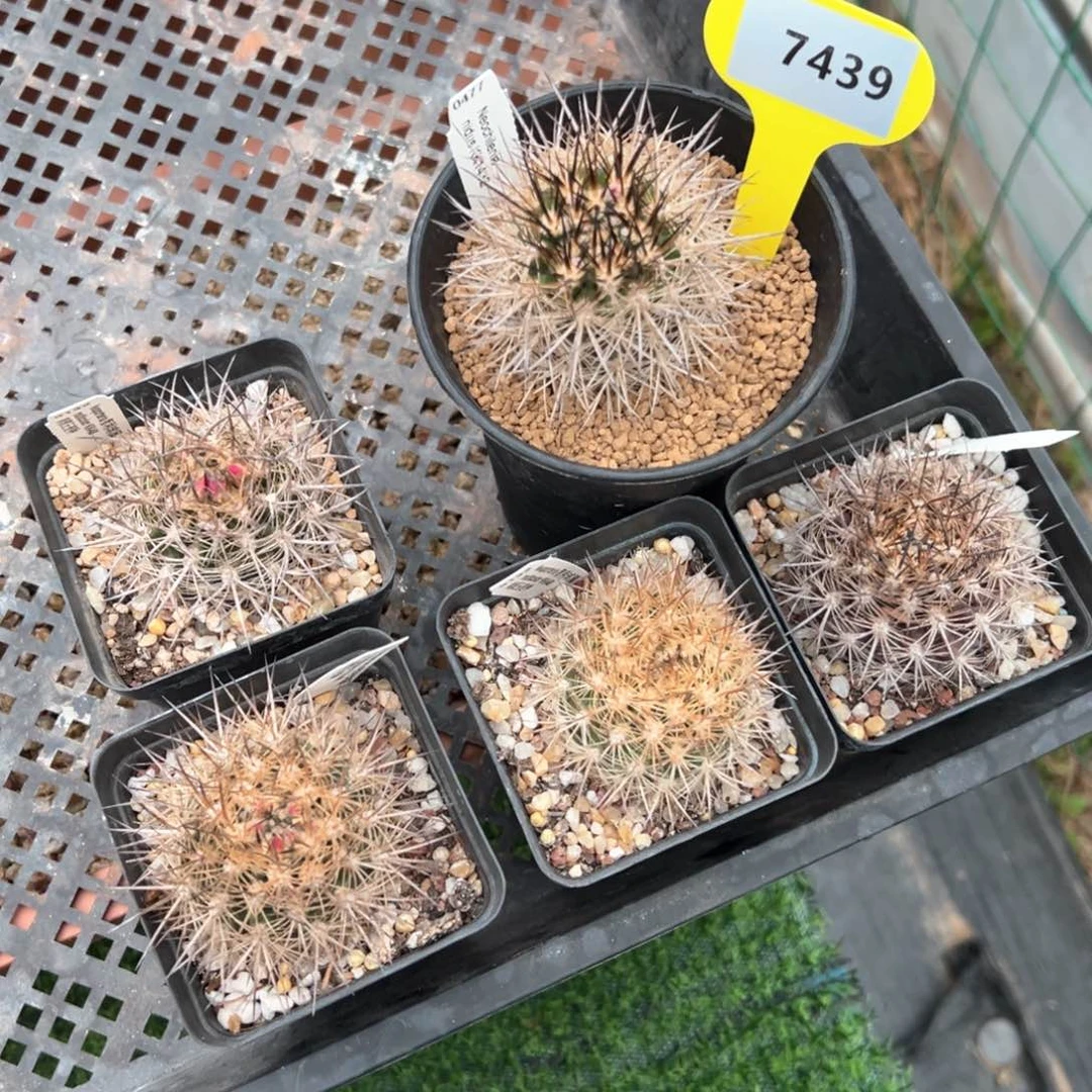 红陶仙人球7439仙人球