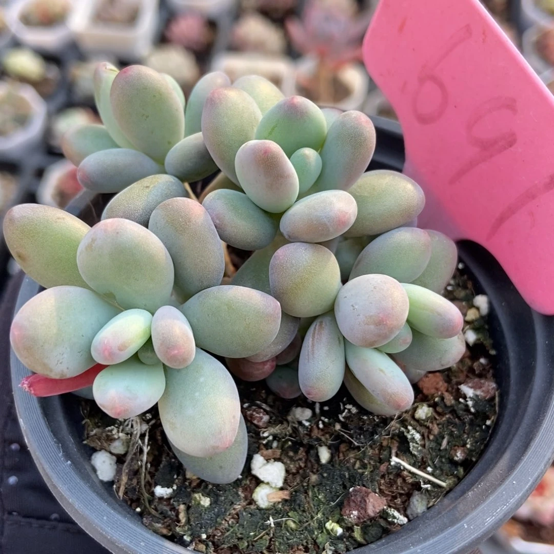 691苹果奶多肉植物保护