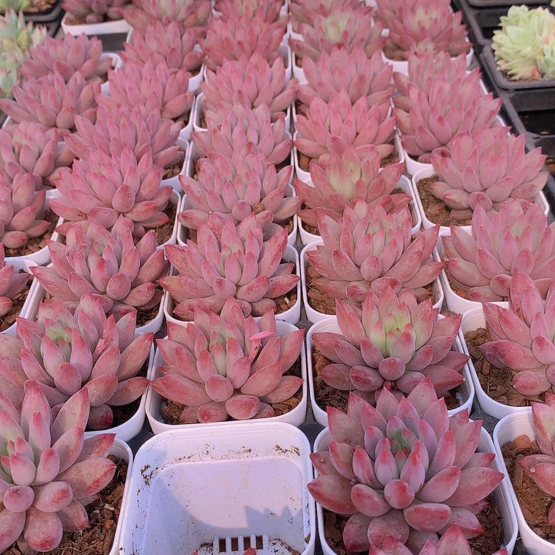 虞美人红体35678999000