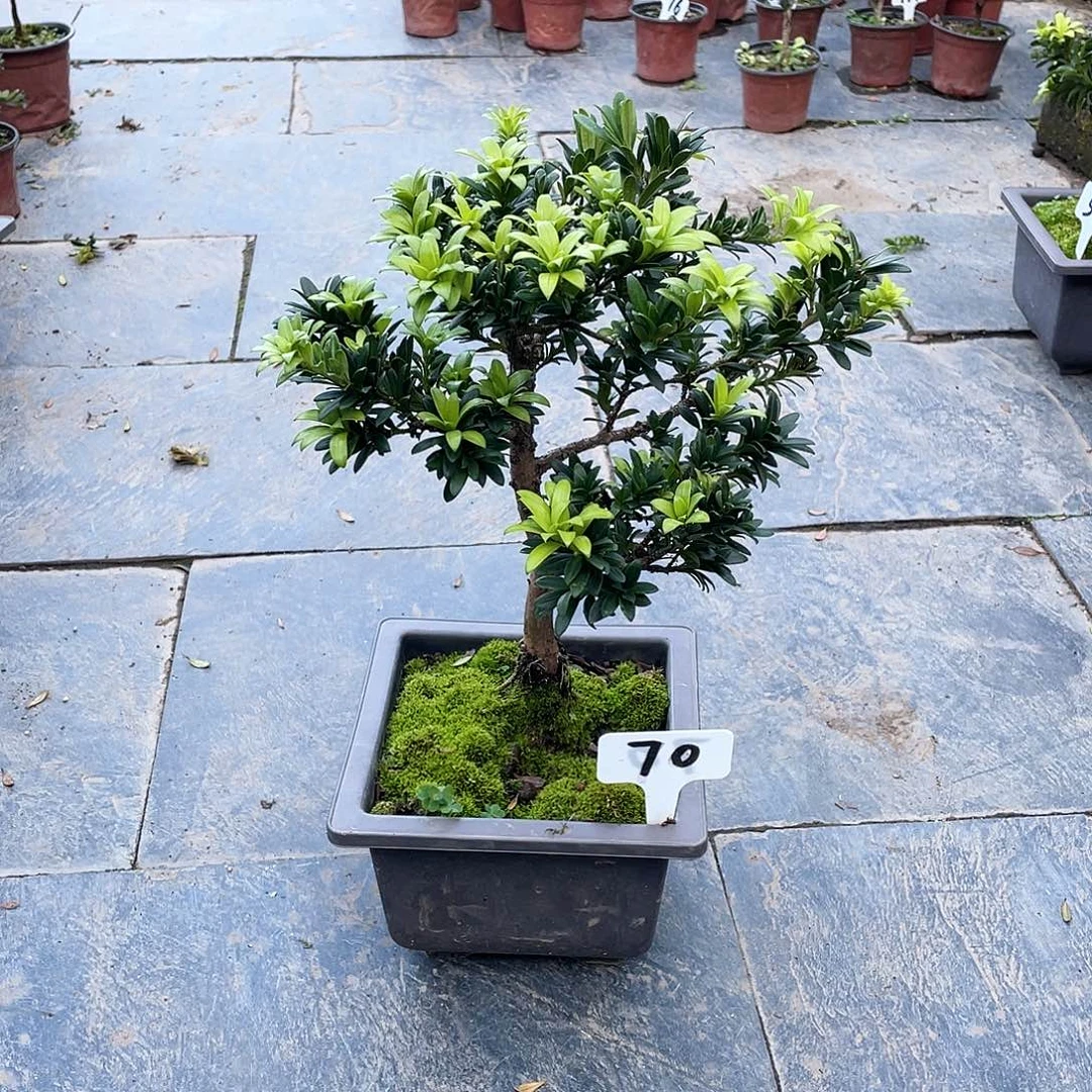 用***记以实际为准罗汉松珍珠70