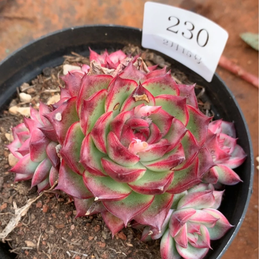 【闪购商品】云230