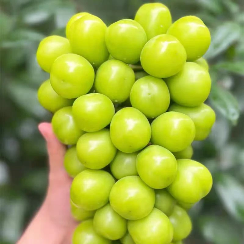 地得特级阳光玫瑰品质当季现摘无籽香印提子晴王新鲜水果