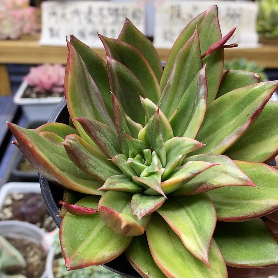 26180 藏宝图锦多肉