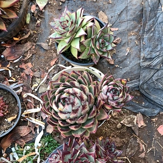 东***北美肉特价活动开始啦