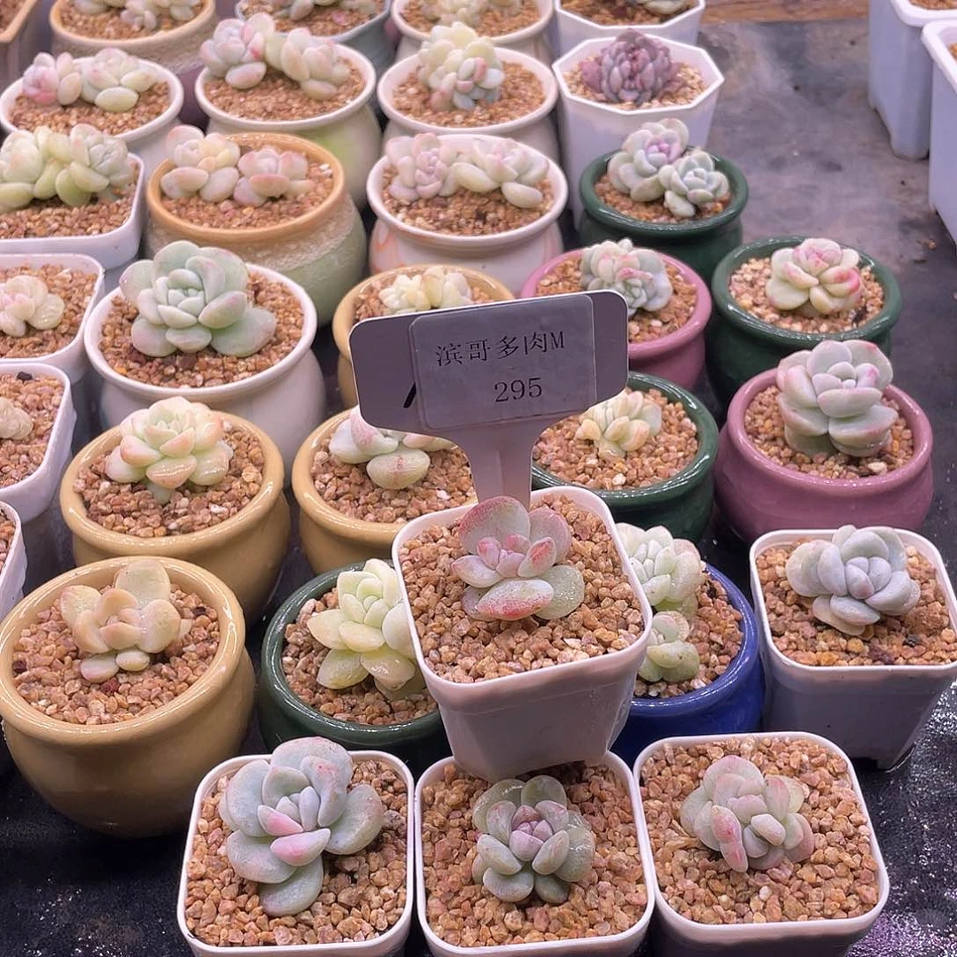 滨哥多肉M295冰玉石化