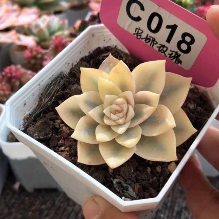 安娜玫瑰宽锦有根