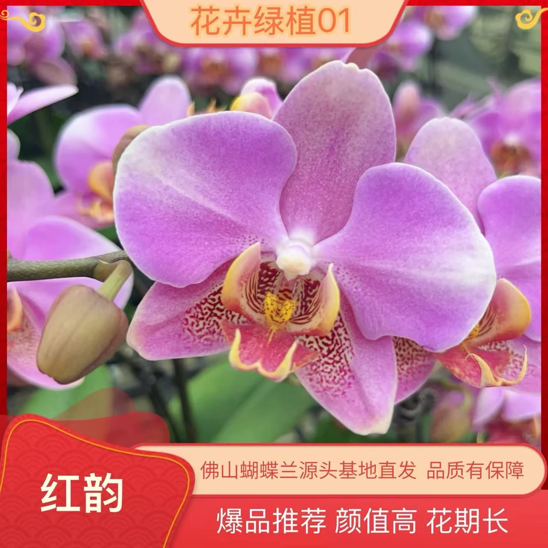 九仙嶂【红韵01】爆款高端蝴蝶兰室内花卉