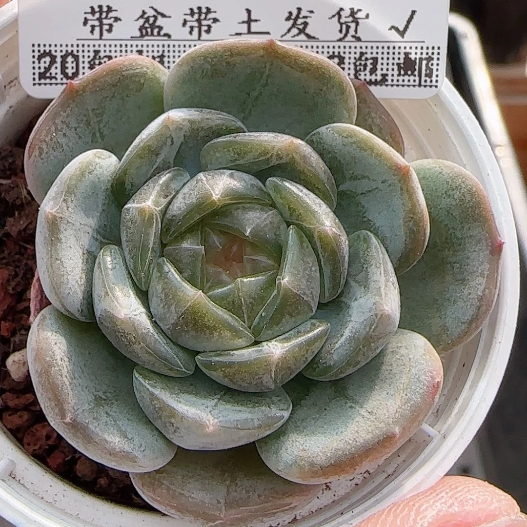 多肉0A0A--210白恋