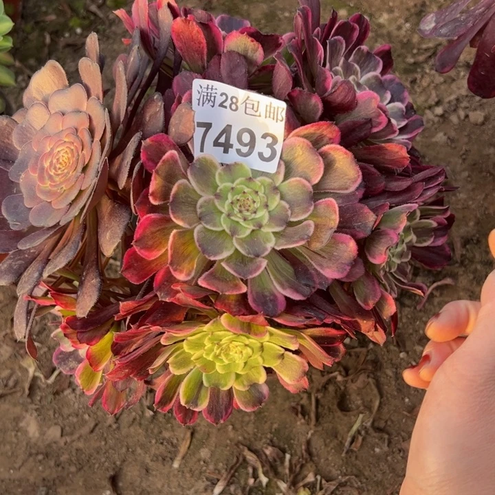 7493水墨画多肉植物