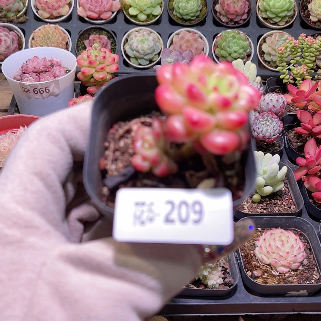 花利美6-209香格里拉