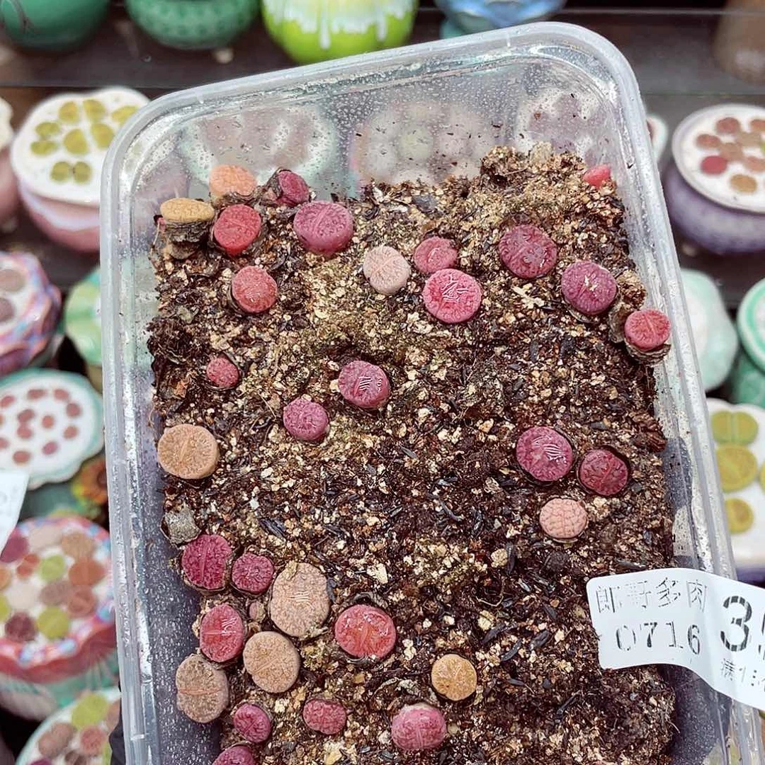 生石花满18包邮0716-39