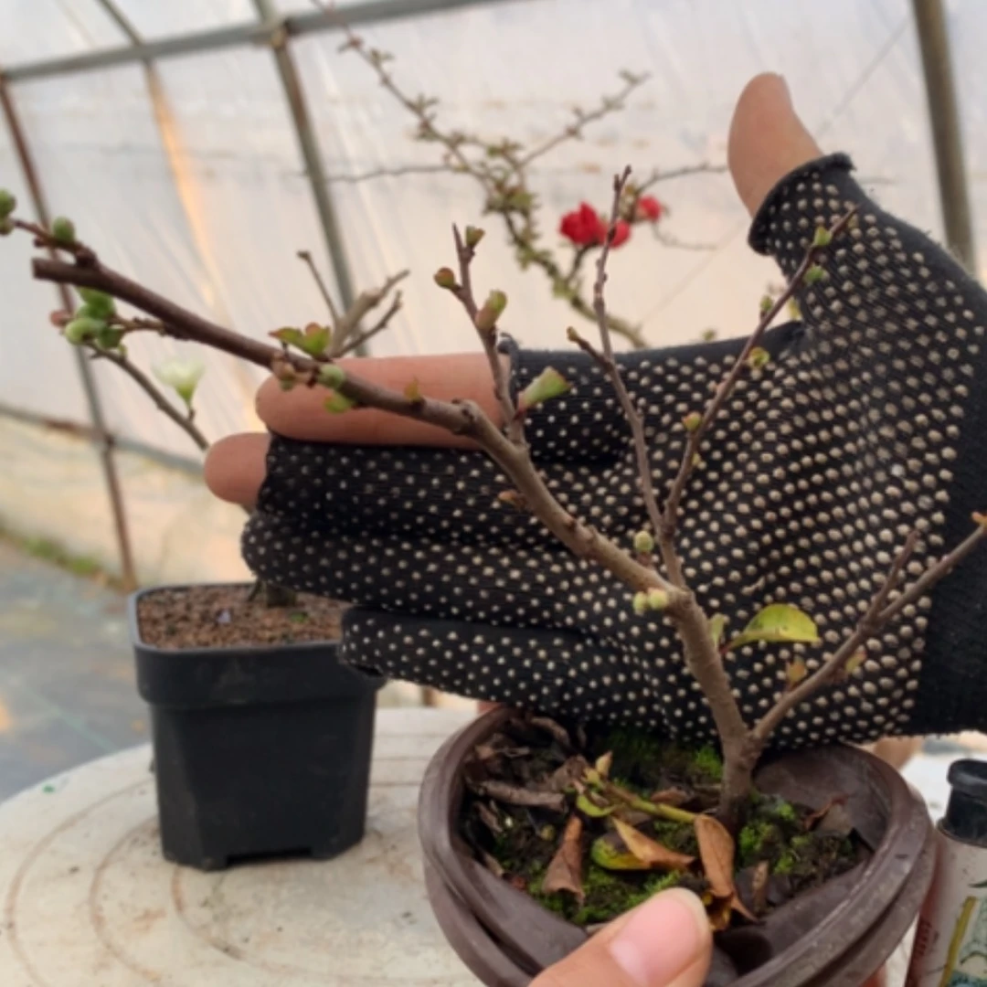 【闪购商品】一*茶原生小品