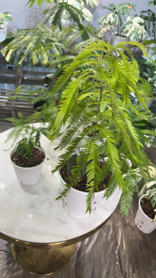 密叶猴耳环 中苗 大苗