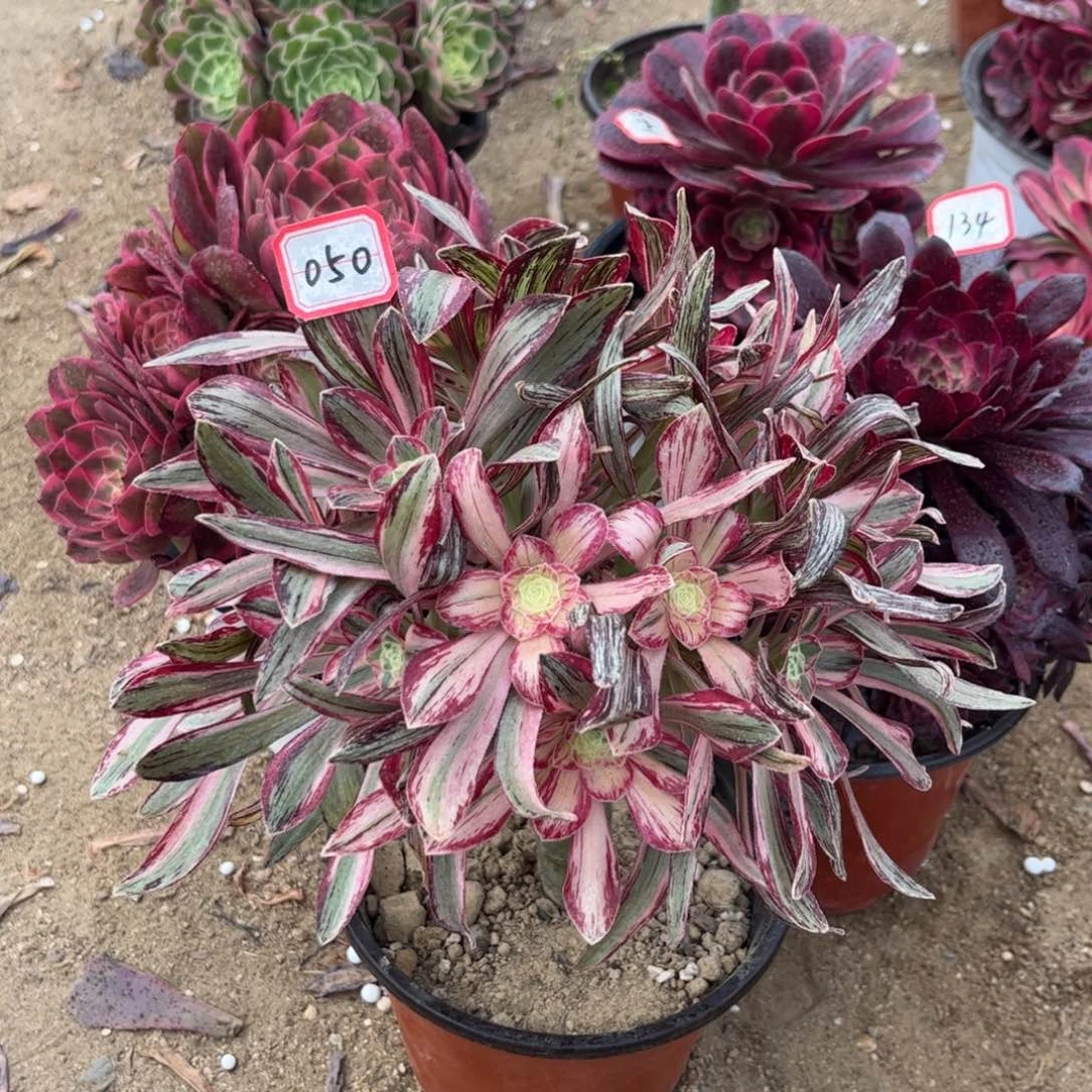 050多肉植物V锦锦