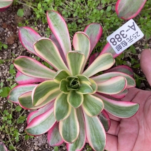 388烈焰满25包邮多肉