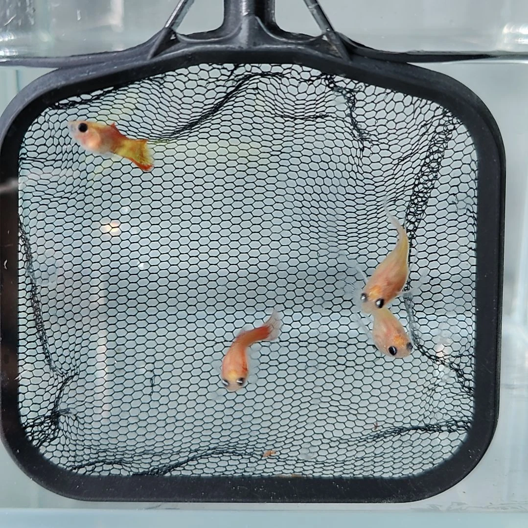 孔雀鱼糖果玻璃猫孔雀鱼，