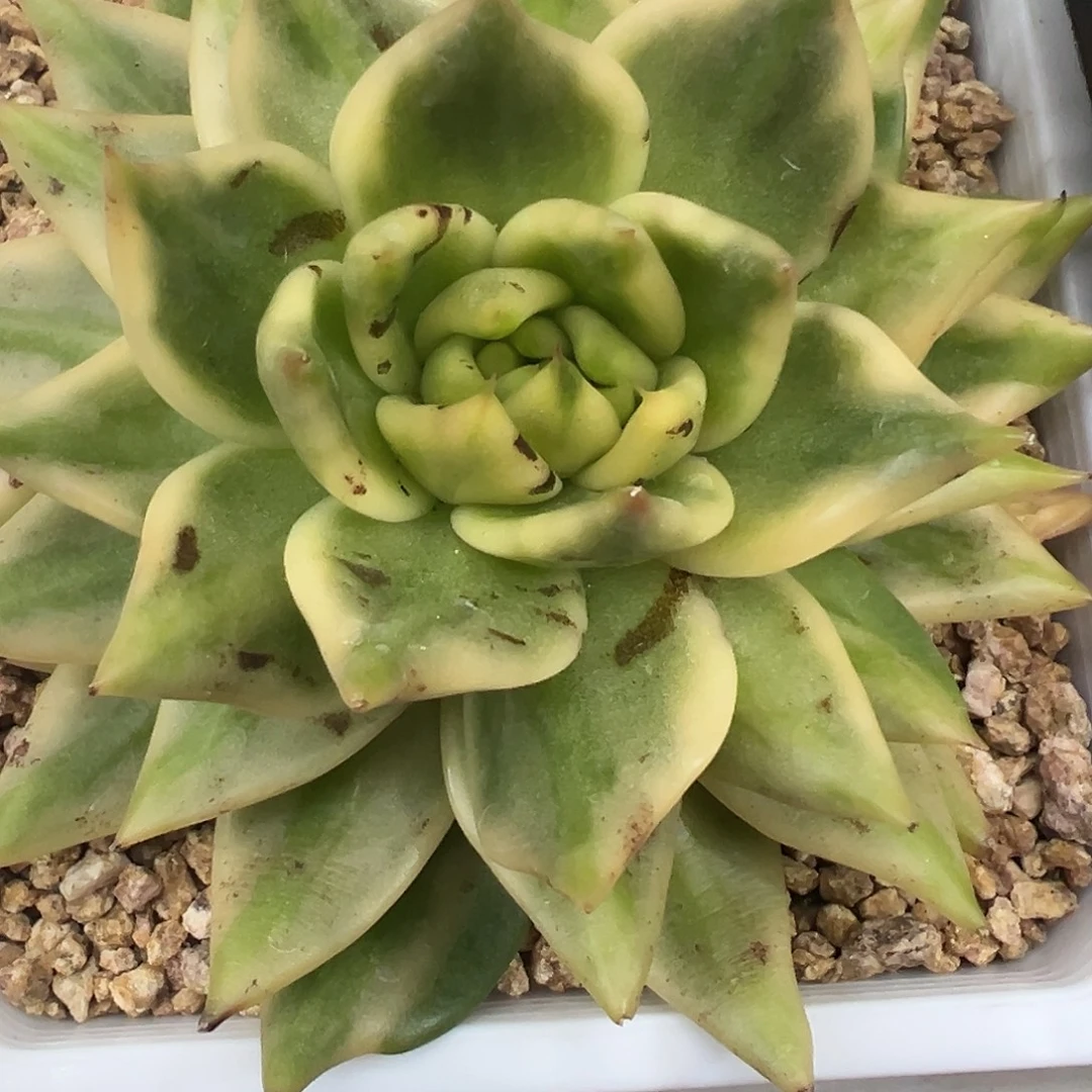 东云锦多肉植物锦