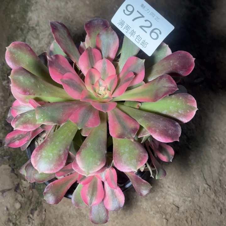 9726香妃的的多肉的