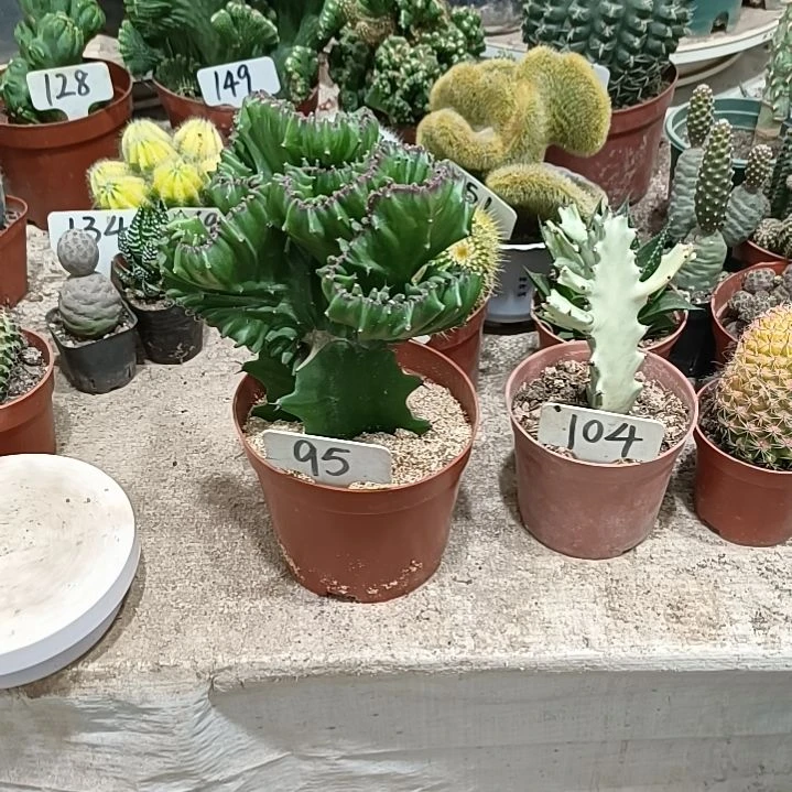 无花朵时****水玉麒麟，，，，，，，，，，，