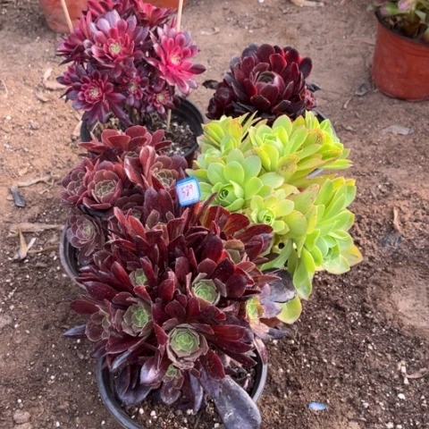 589多肉植物组合