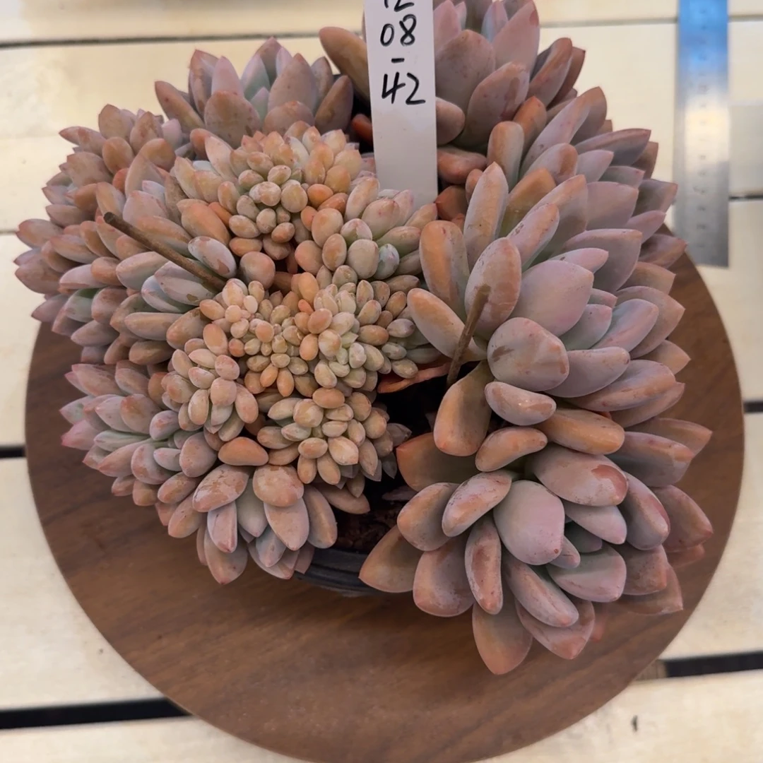 1208-42奥普缀化脱土发货