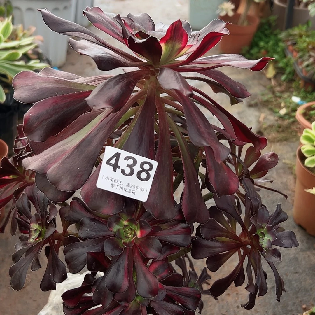 多肉植物438花蝴蝶