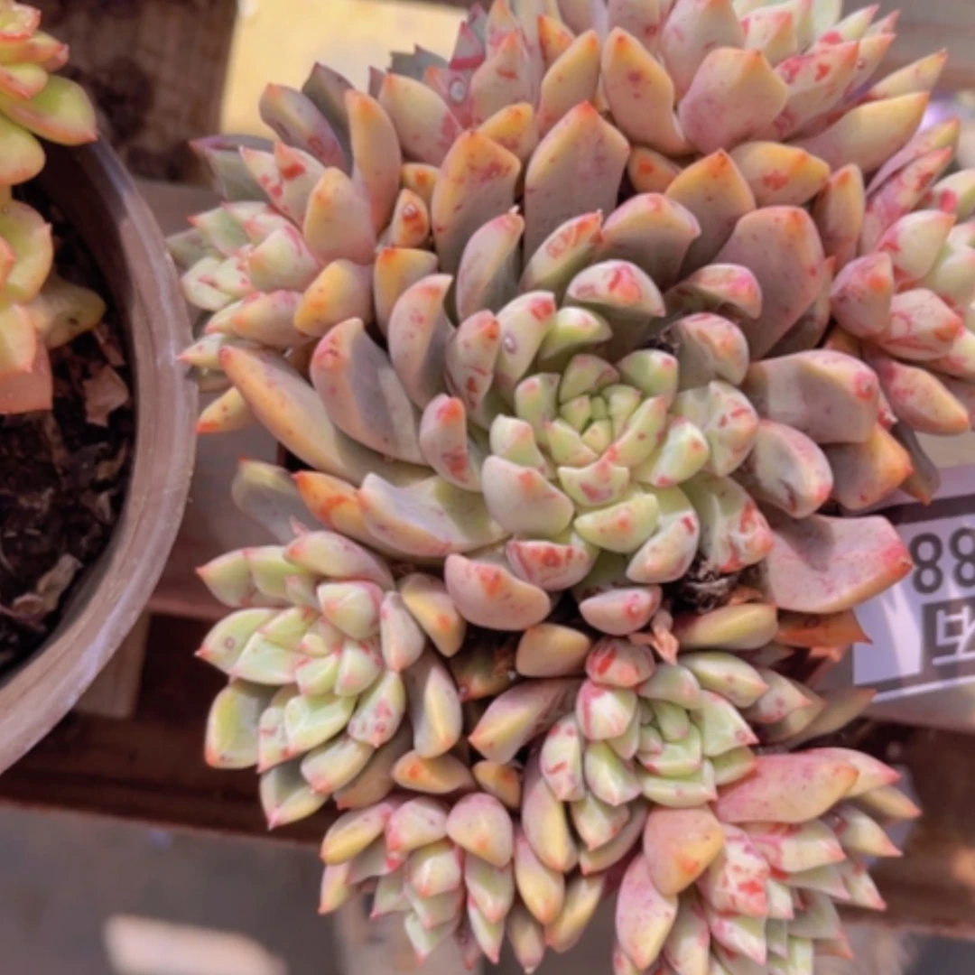 【闪购商品】血燕1988