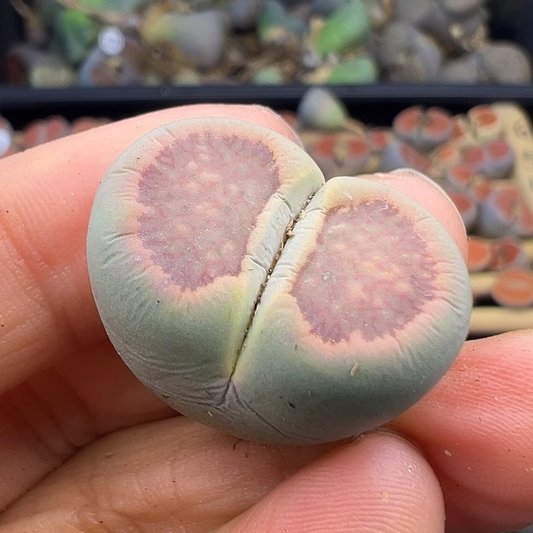 1644清了11111111111111111