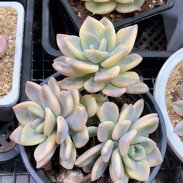 冬美人锦多肉植物