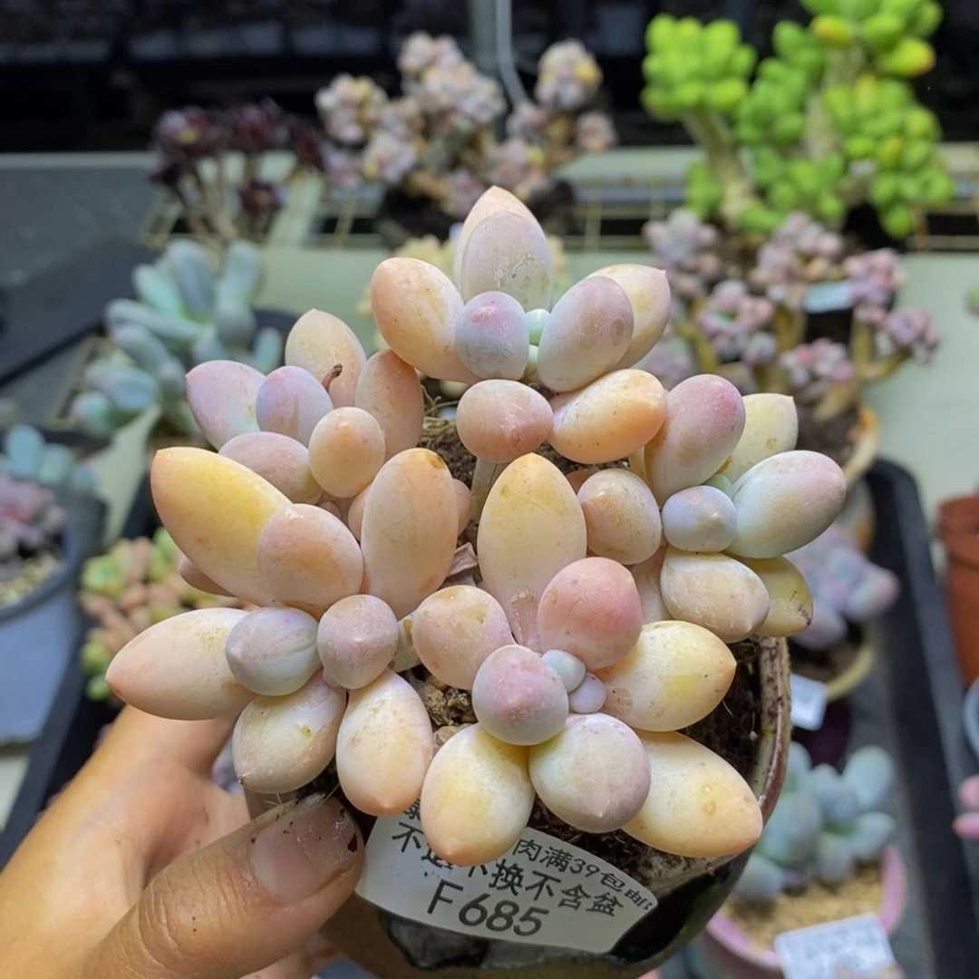 685香水手指奶多肉8c m