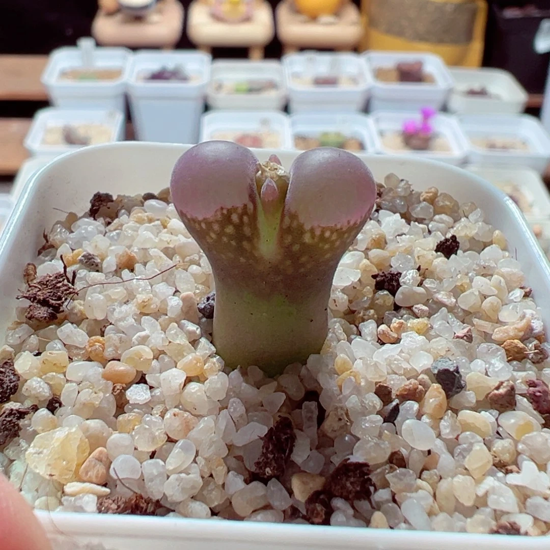 1114-716多肉多日翻窗小蛮腰