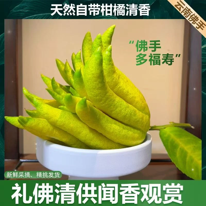 【顺丰包邮】新人福利 单颗1.2-1.4斤现摘新鲜佛手精品大果