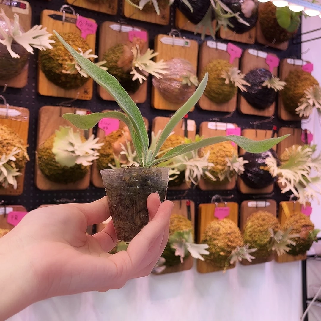 银叶银鹿鹿角蕨。