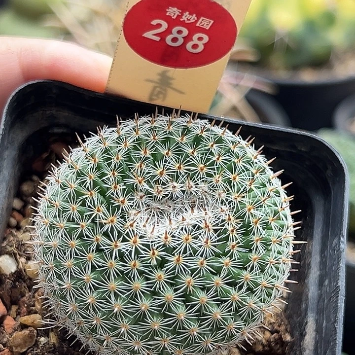 实生欧系恋山彦缀化4.4cm
