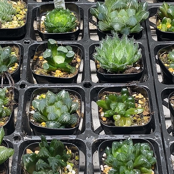 3 脱土发货8颗13.9包邮