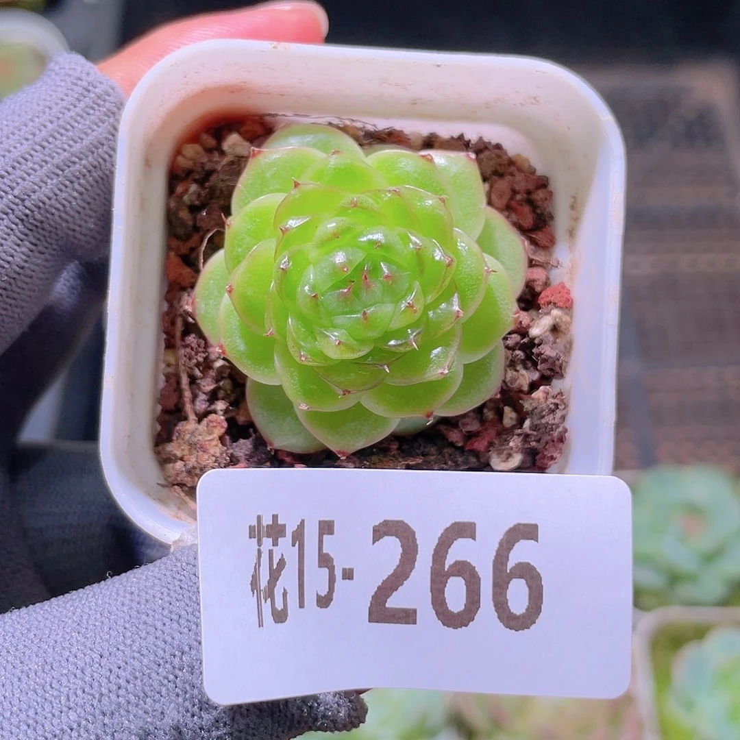 弌***弎花利美15-266珍妮