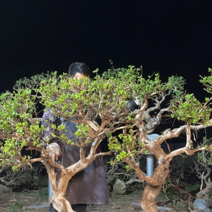 当前无花栽培后可以开花