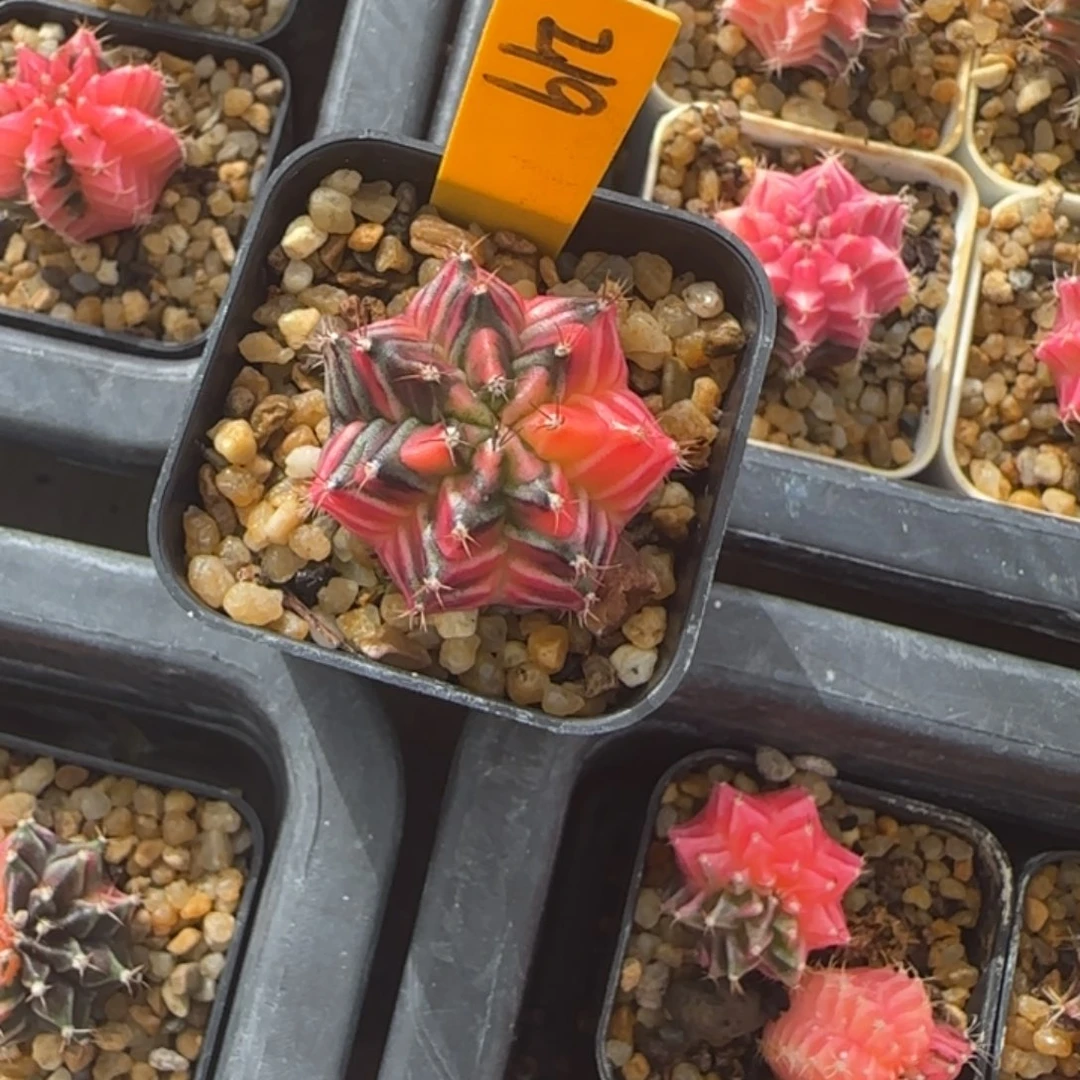 219-1229泰国发货多肉