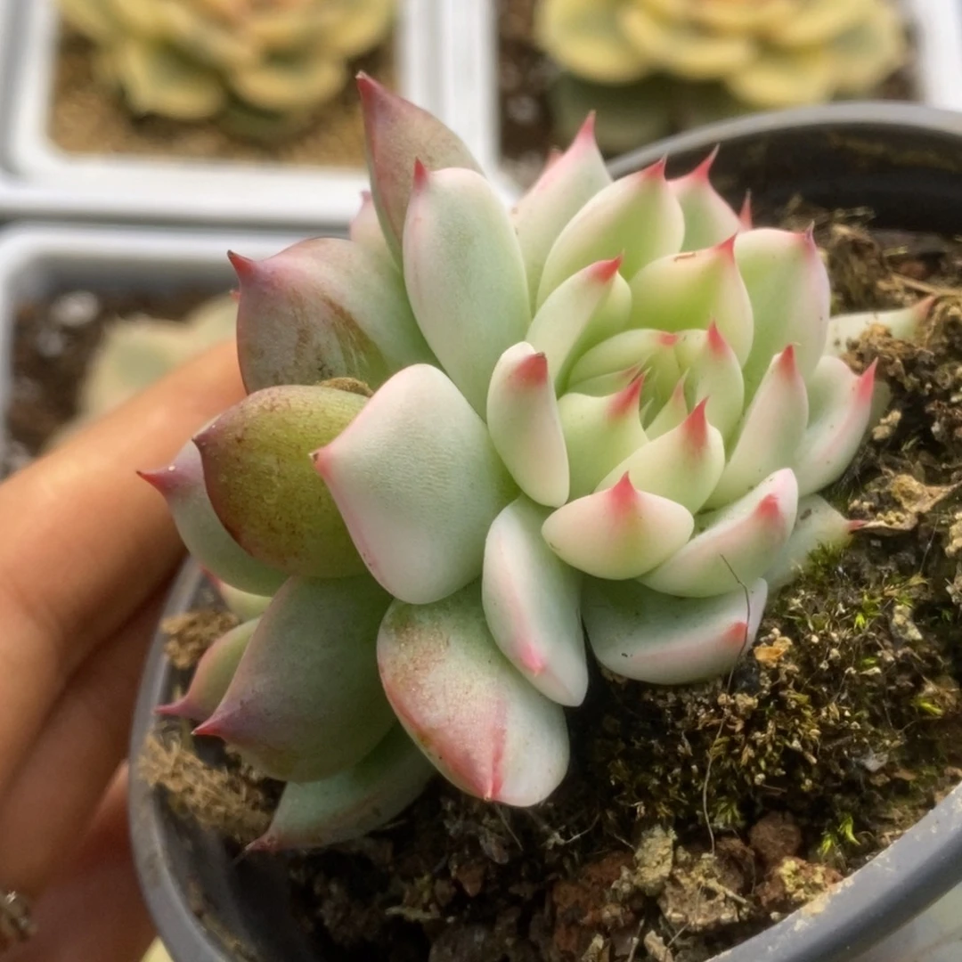 599锦锦锦锦锦锦锦锦