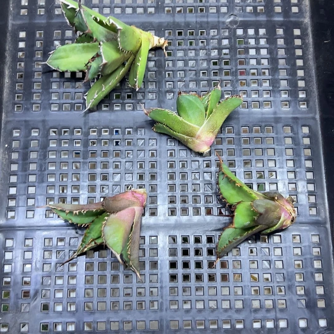 沪***）八爪鱼魔丸阿修罗一物一拍偏远不包邮不退不换